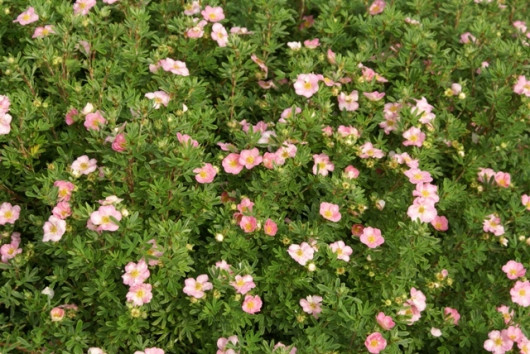 Potentilla fruticosa LOVELY PINK fot. Grzegorz Falkowski