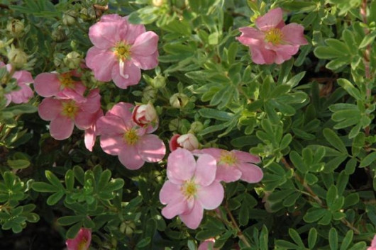 Potentilla fruticosa LOVELY PINK Pink Beauty fot. Agnieszka Żukowska