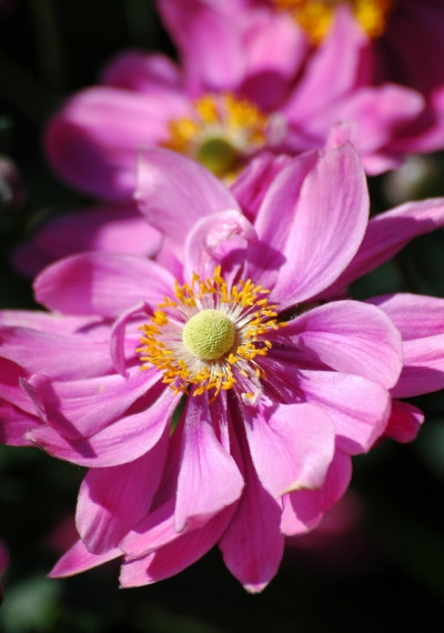 Anemone hupehensis Prinz Heinrich fot. Agnieszka Zukowska