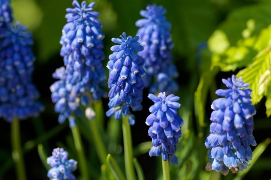 szafirek Muscari.jpg