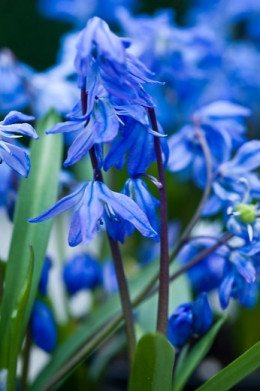 cebulica syberyjska Scilla siberica