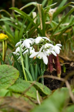 śnieżyczka przebiśnieg Galanthus nivalis.jpg