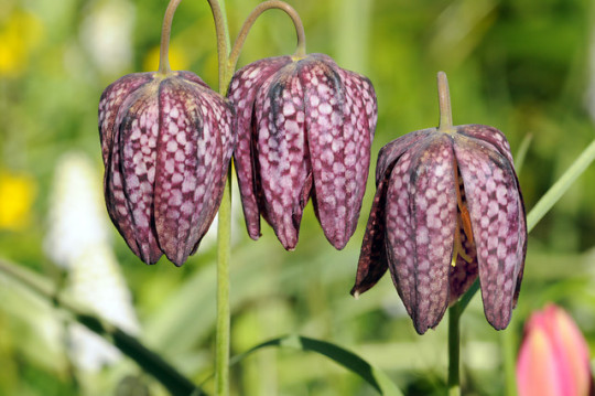 szachownica kostkowata Fritillaria