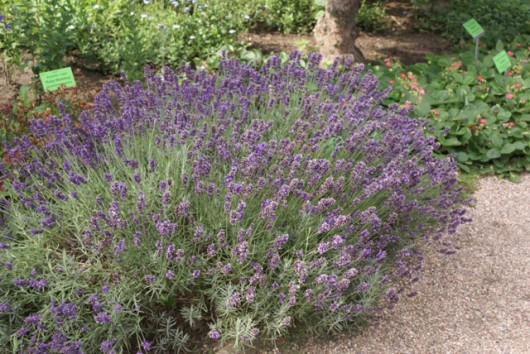 Lawenda Lavandula angustifolia Hidcote fot. Grzegorz Falkowski