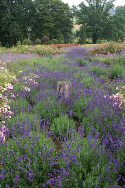 Lavandula angustifolia Hidcote fot. Grzegorz Falkowski