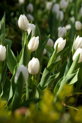 Tulipa_White dream