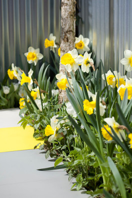 Narcissus_Goblet_Tulipa_White_Dream_Hyacinthus_White_Festival_Muscari_aucheri_Mont_Blanc