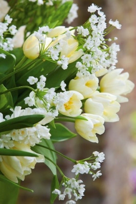 Tulipa_Cheers_Ornithogalum_White_Star.jpg