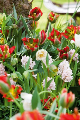 Hyacinthus_Prince_Jewel_Tulipa_Hollywood_Montreux.jpg