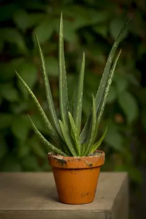 Aloes: zielony lekarz w doniczce