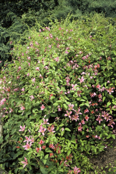 Clematis Duchess of Albany fot. Gabriel Tomżyński