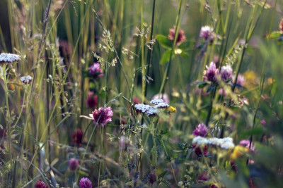 Łąka kwietna (fot. Jan Vasek - Pexels)