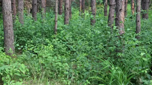 Eksperci radzą – jak odstraszać i usuwać kleszcze?