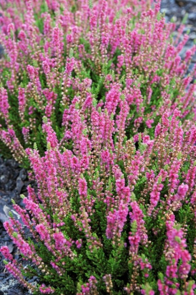 Calluna vulgaris Dark Star fot. Monika Szczepaniak