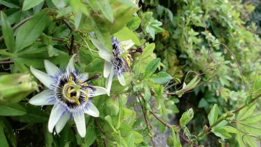 Passiflora w ogrodzie lub w doniczce | Jak o nią dbać, by miała piękne kwiaty?