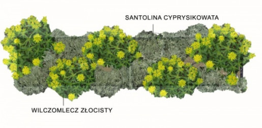 Wilczomlecz złocisty, Santolina cyprysikowata, rys. M. Palczyńska