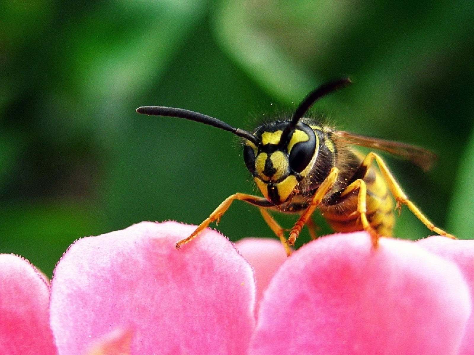 Osy i szerszenie w ogrodzie | Czy są niebezpieczne? Jak się ich pozbyć?