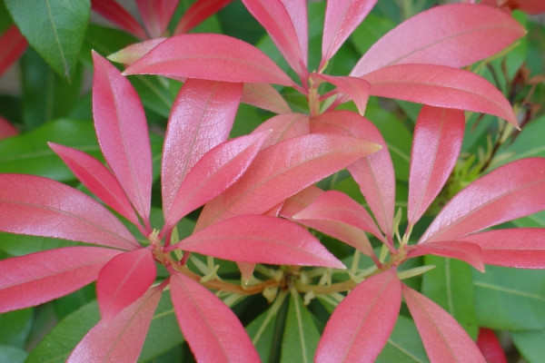 Pieris