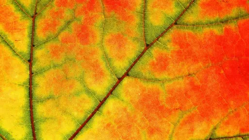 Dlaczego liście zmieniają kolor jesienią? Dlaczego zielone stają się żółte lub czerwone?