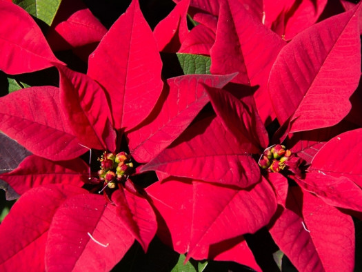 poinsettia gwiazda betlejemska fot. sandid Pixabay