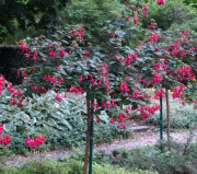 Zwiedzającym od razu rzucają się w oczy przepięknie formowane fuksje (Fuchsia), fot. Paweł Romanowski