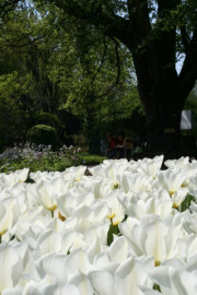 Wiosna w ogrodzie – kwitnący dywan z białych tulipanów (Tulipa) na dziale ozdobnym, fot. IKD