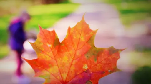 Lista prac ogrodniczych do zrobienia jesienią