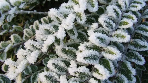 6 najpopularniejszych zimowych osłon dla roślin