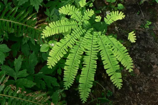 Adiantum stopowe fot. Wikimedia Commons