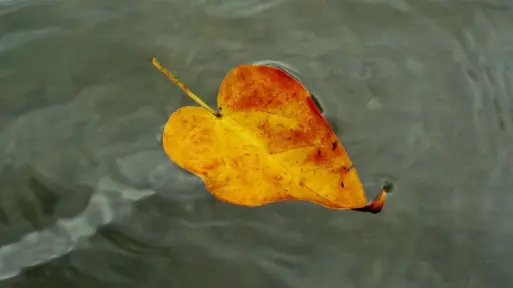 Co robić w oczku wodnym jesienią?