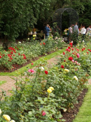 W Ogrodzie Botanicznym co roku w lipcu organizowany jest Festiwal Róż.  W tym czasie różanka przechodzi prawdziwe oblężenie zwiedzających, fot. Paweł Romanowski