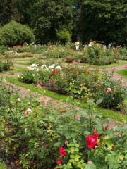 W Ogrodzie Botanicznym co roku w lipcu organizowany jest Festiwal Róż.  W tym czasie różanka przechodzi prawdziwe oblężenie zwiedzających, fot. Paweł Romanowski