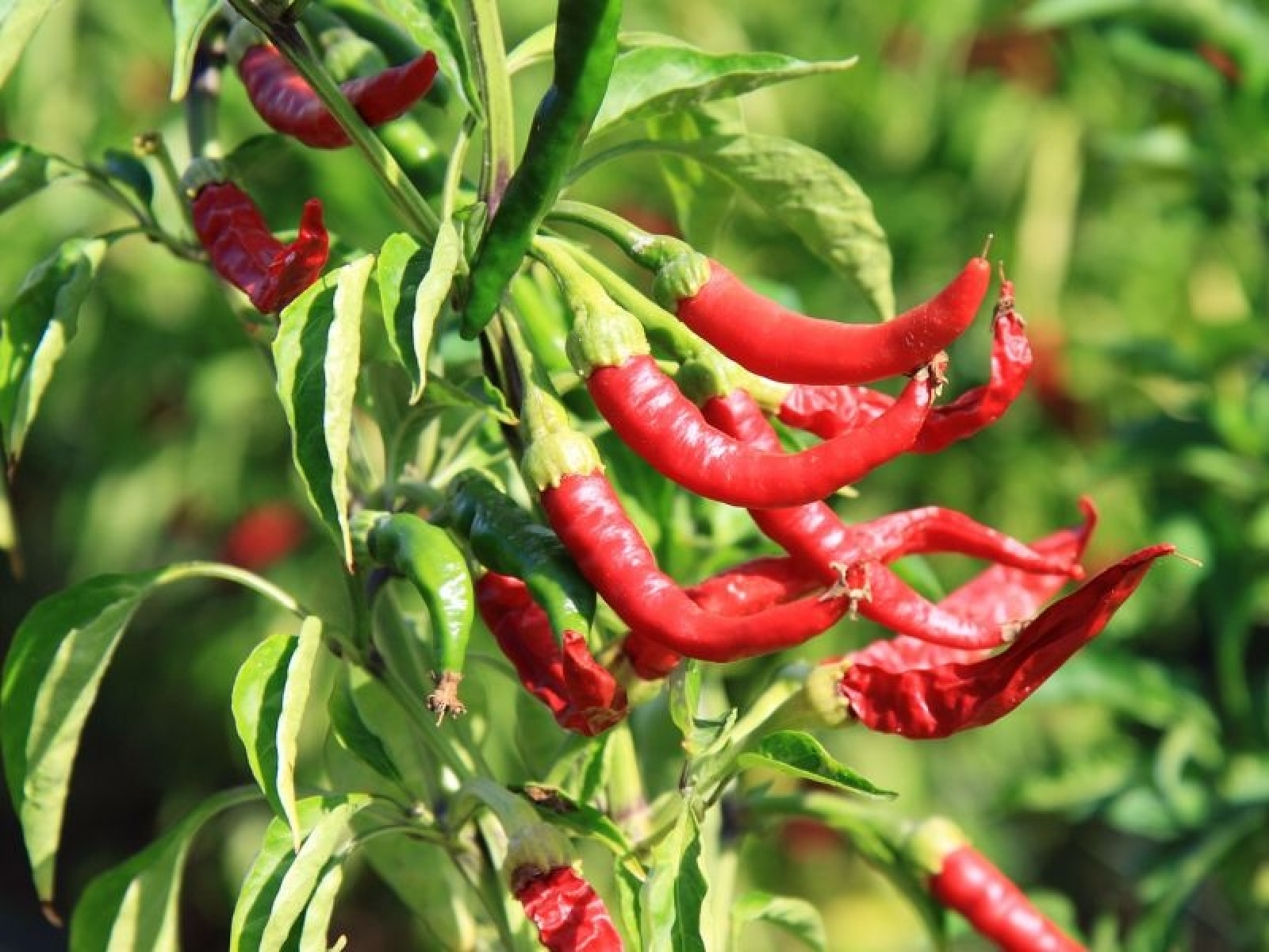 Zimowanie papryki i pomidorów | To możliwe, ale trudne!