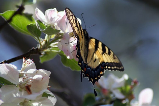 Motyl (fot. PALMER W. COOK Freeimages)