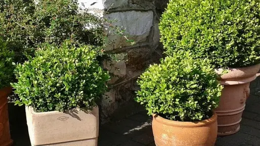 10 zasad ochrony roślin doniczkowych przed mrozem