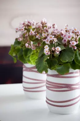 Begonia Gloire de Lorraine