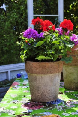 pelargonia rabatowa fot. Flower Council Holland