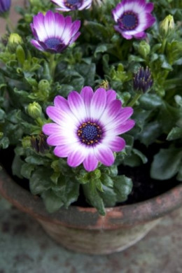 osteospermum w doniczce fot. Flower Council Holland