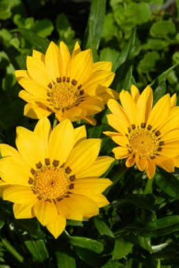 gazania fot. PublicDomainPictures