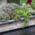 10+ pomysłów na skalniak w doniczce