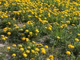 Mniszek lekarski (Taraxacum officinale), błędnie nazywany mleczem, jest bardzo pospolitym chwastem zarówno na trawnikach, jak i na rabatach kwiatowych, warzywnikach oraz sadach. Chwast ten może rosnąć na prawie każdej glebie. Bardzo szybko się rozsiewa poprzez nasiona zaopatrzone w aparat lotny w postaci puchu. Zapewne każdy z nas zna pospolite dmuchawce, fot. Paweł Romanowski