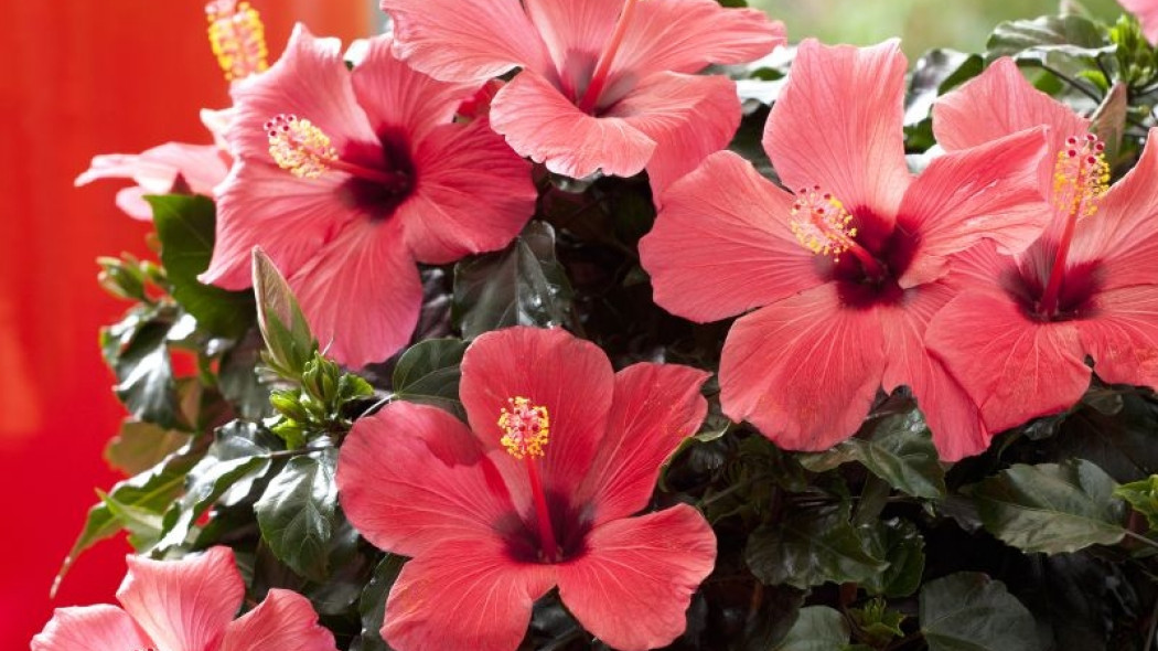 Domowy hibiskus: uprawa róży chińskiej w doniczce, fot. Flora Dania