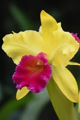 cattleya fot. Denis Doukhan - Pixabay