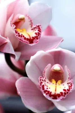 cymbidium fot. Takashi Murakami - Pixabay