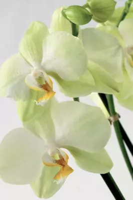 phalaenopsis fot. Flower Council Holland