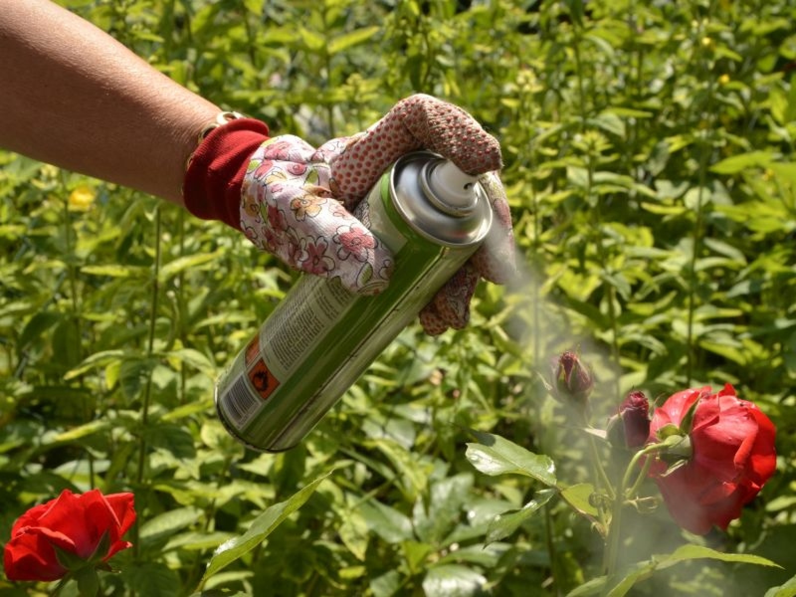 Szkodniki róż: rozpoznawanie i zwalczanie | Zdjęcia i praktyczne porady