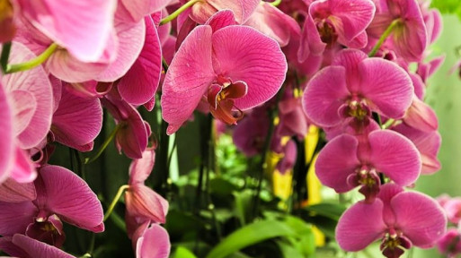 Jak pielęgnować domowe orchidee? Praktyczne wskazówki