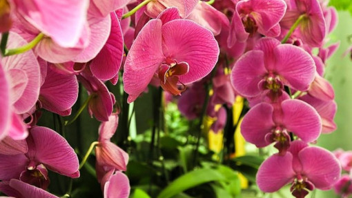 Jak pielęgnować domowe orchidee? Praktyczne wskazówki