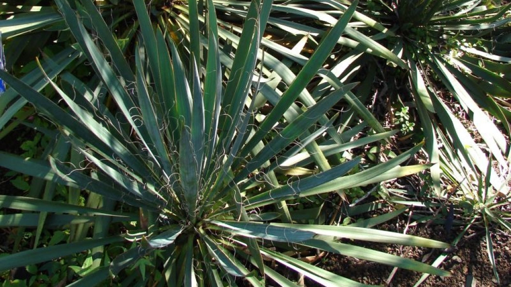 Juka ogrodowa karolinska Yucca filamentosa