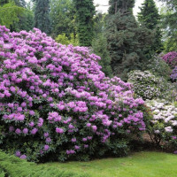 Uprawa rododendronów / różaneczników w ogrodzie | Wszystko, co musisz wiedzieć, by mieć piękne kwiaty!